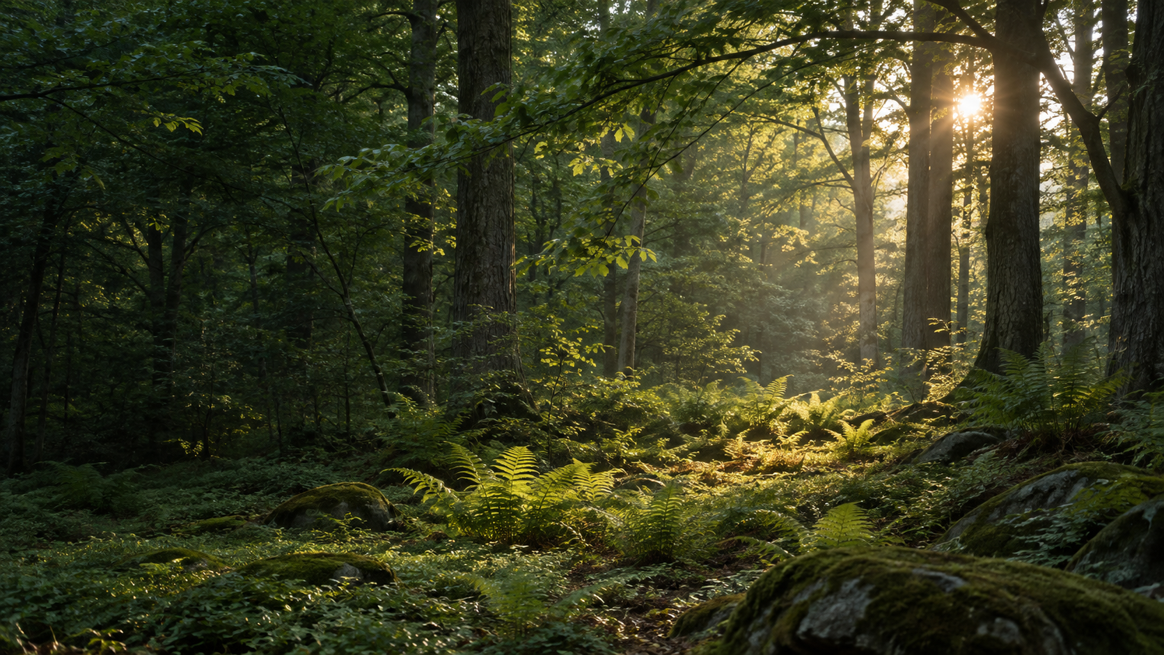 Morning sunlight revealing a quiet forest clearing